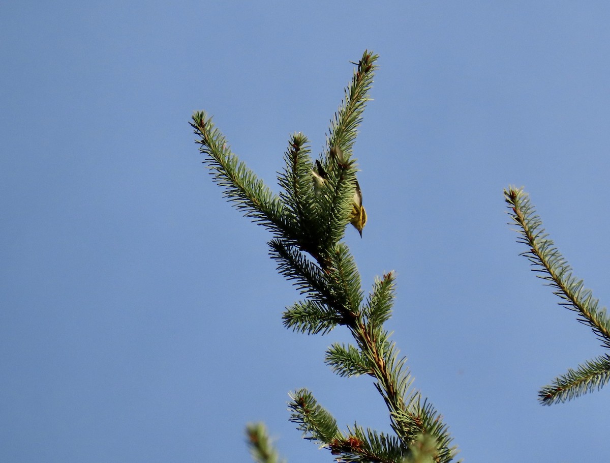 Townsend's Warbler - ML624902877