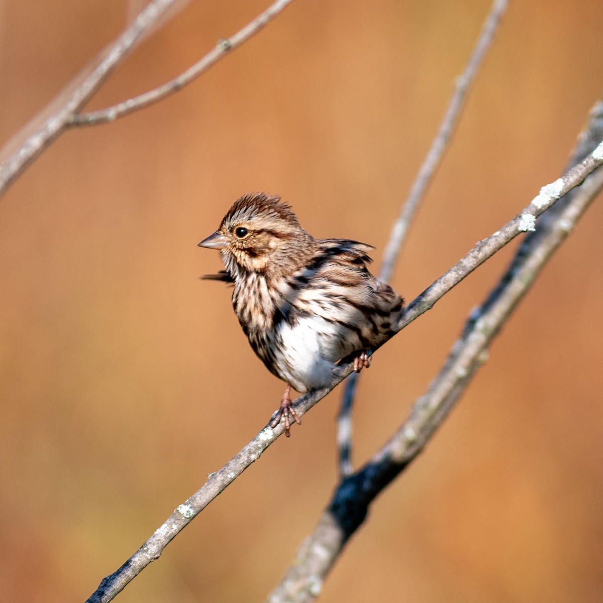 Song Sparrow - ML624902910