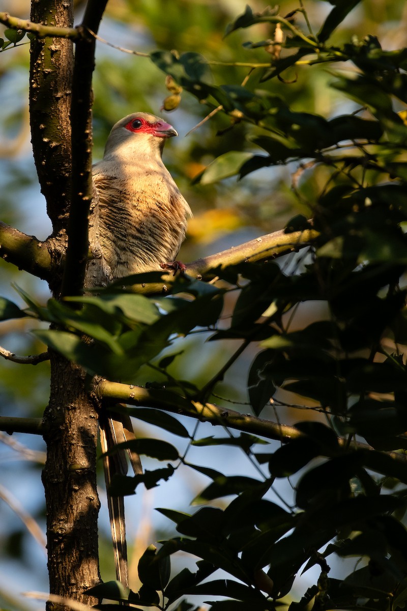 Red-faced Mousebird - ML624902954