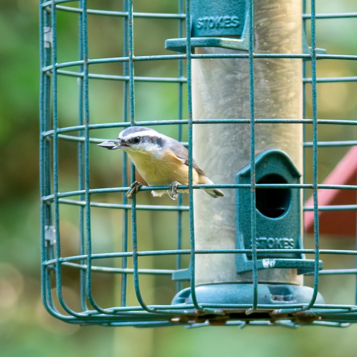 Red-breasted Nuthatch - Kevin ODonnell