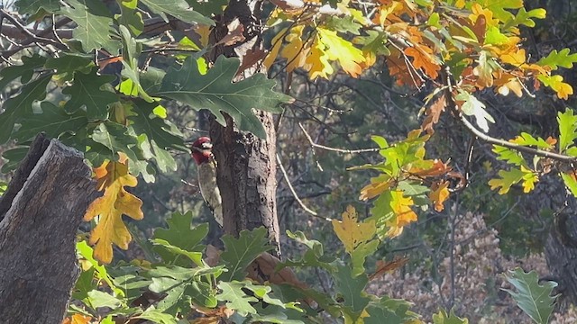 Pic à nuque rouge - ML624903142