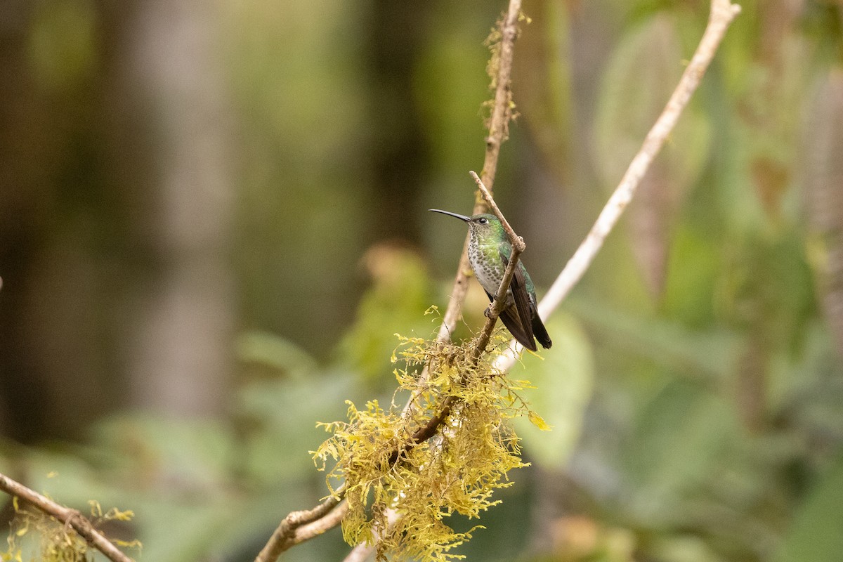 Many-spotted Hummingbird - ML624903220