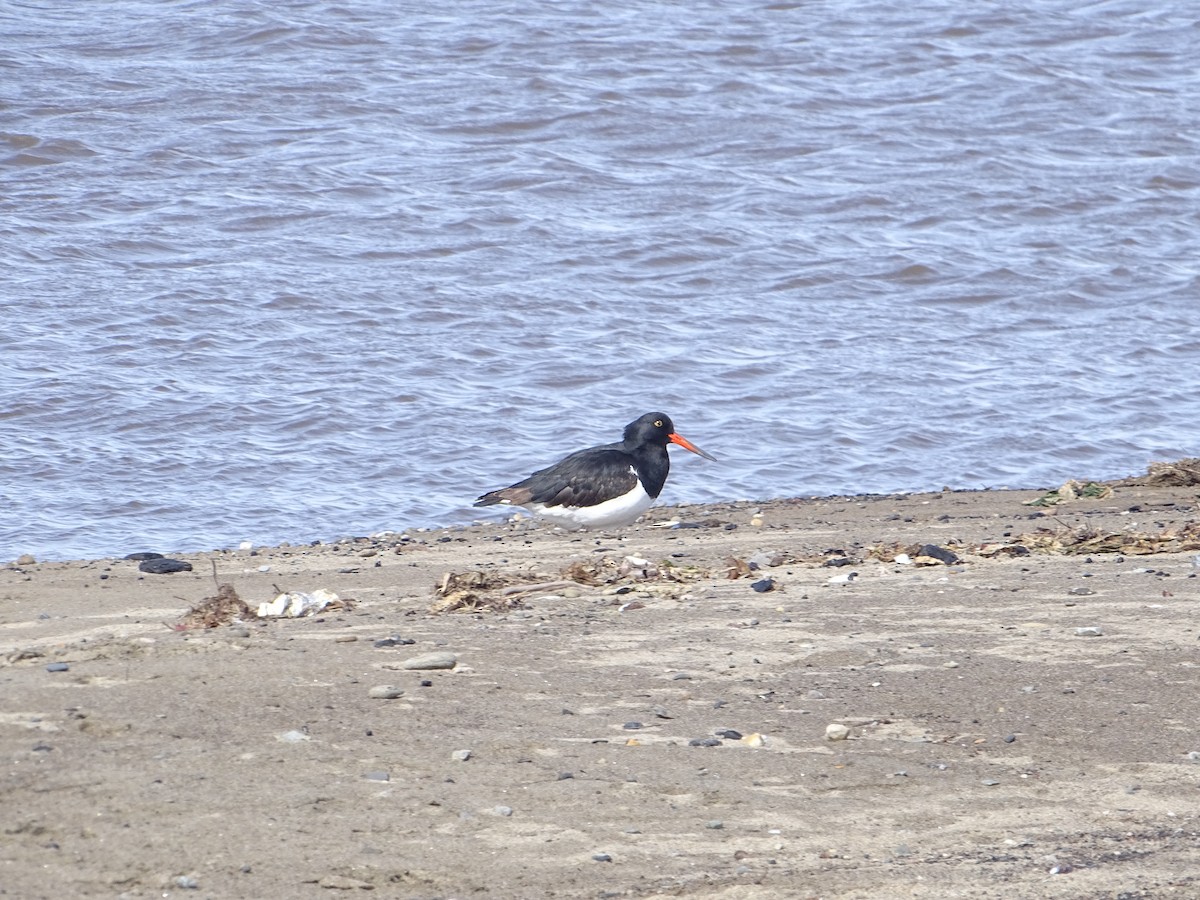 Magellanic Oystercatcher - ML624903276