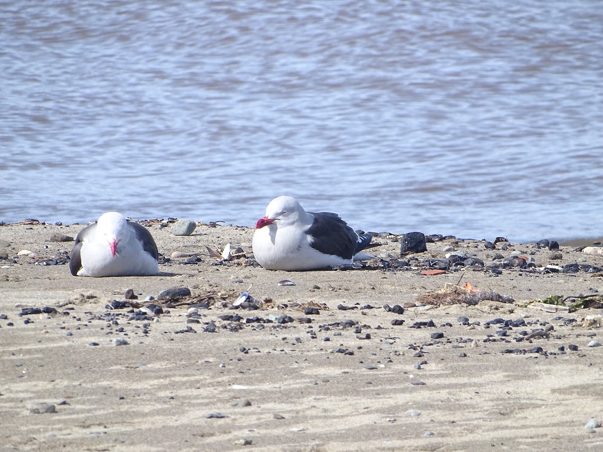 Dolphin Gull - ML624903286