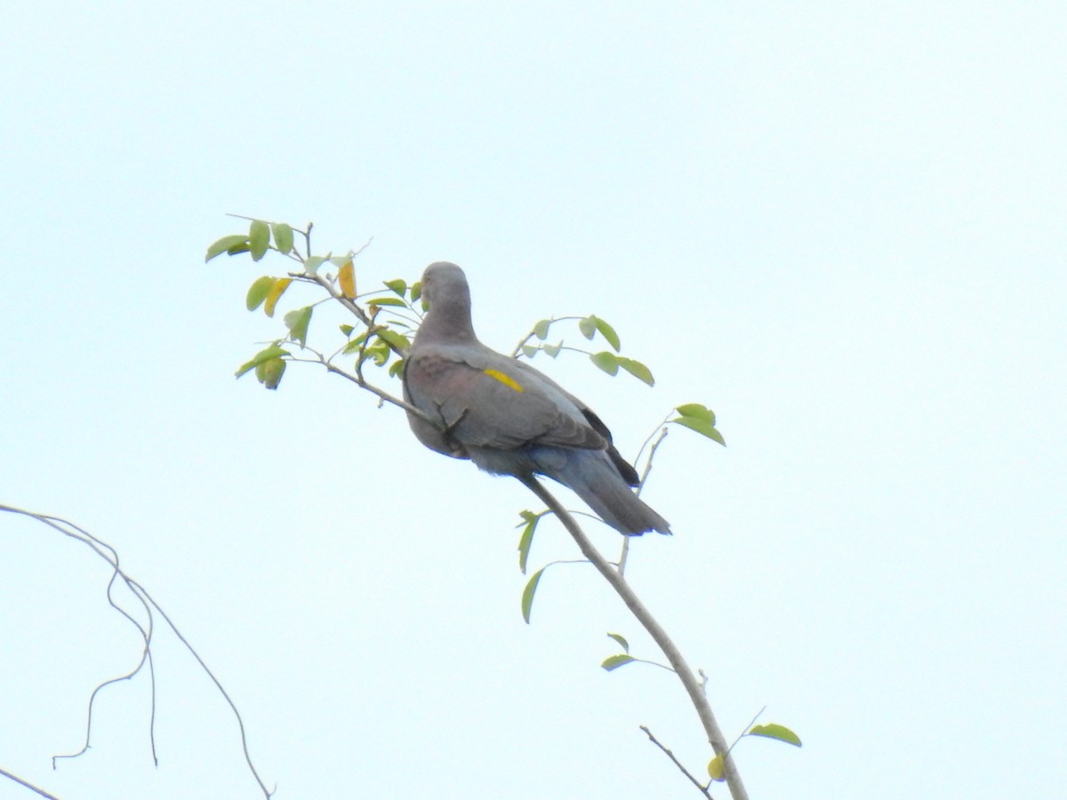 Red-billed Pigeon - ML624903294