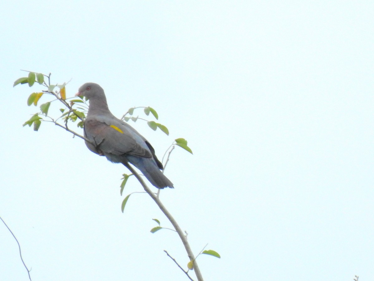 Red-billed Pigeon - ML624903295