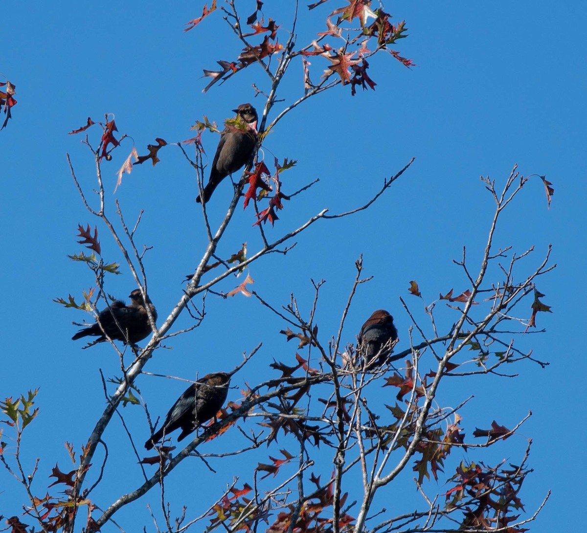 Rusty Blackbird - ML624903335