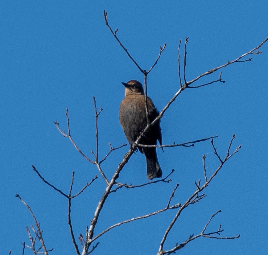 Rusty Blackbird - ML624903336