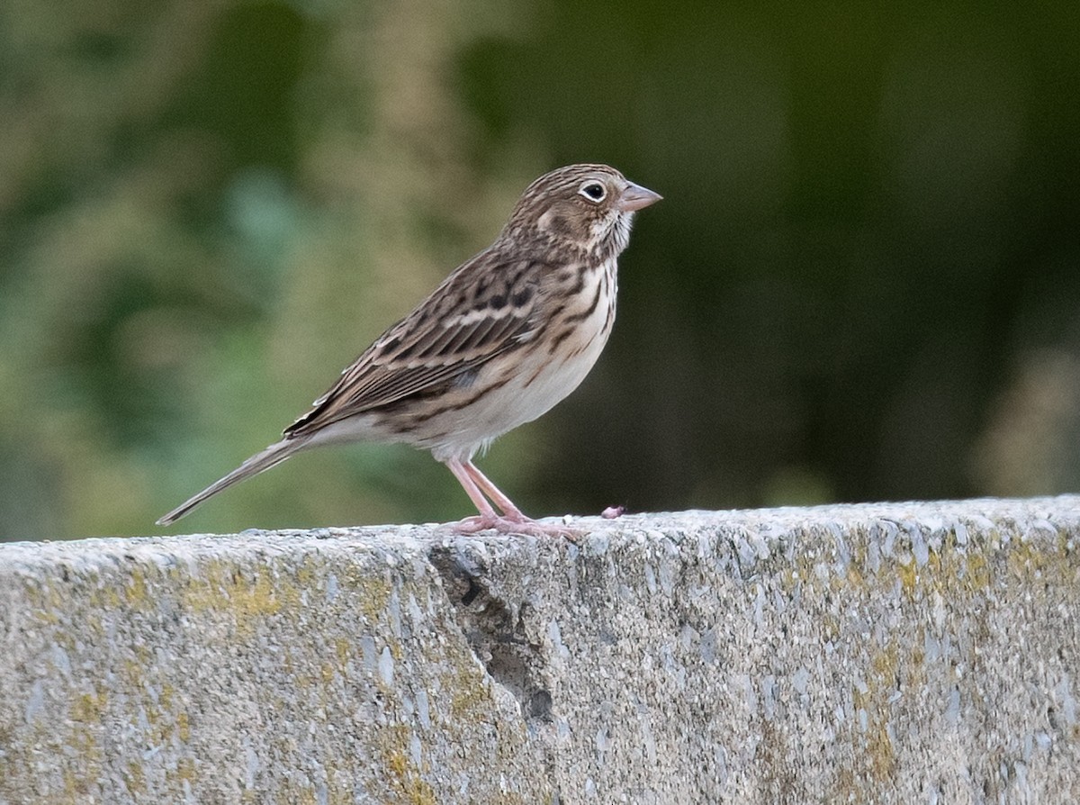 Vesper Sparrow - ML624903389