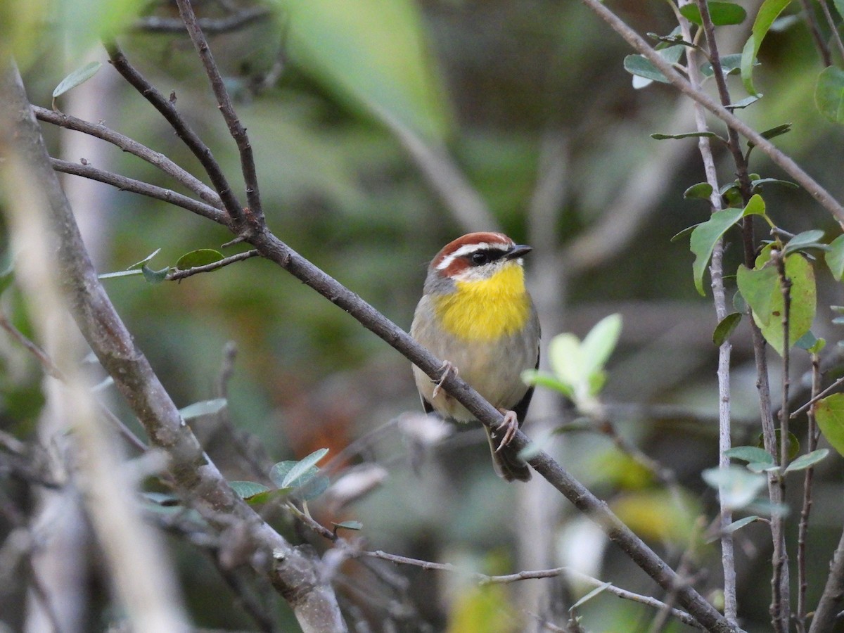 Rufous-capped Warbler (rufifrons Group) - ML624903408