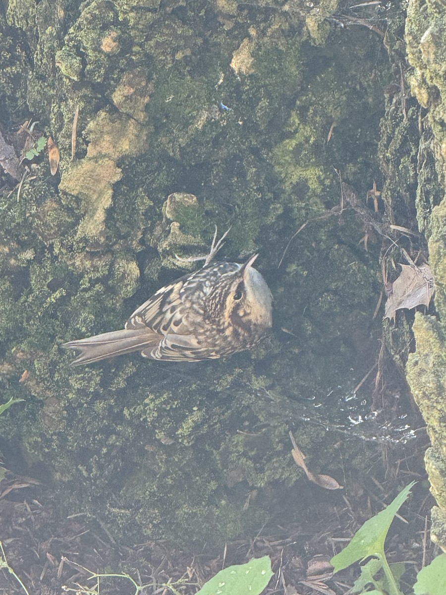Brown Creeper - ML624903474