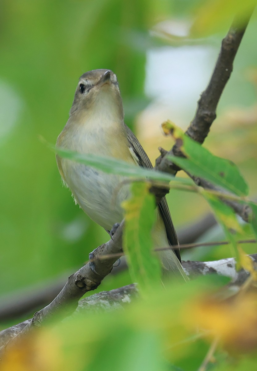 Viréo mélodieux (gilvus) - ML624903475