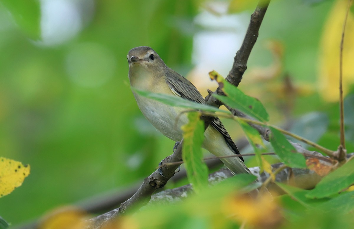 Viréo mélodieux (gilvus) - ML624903476