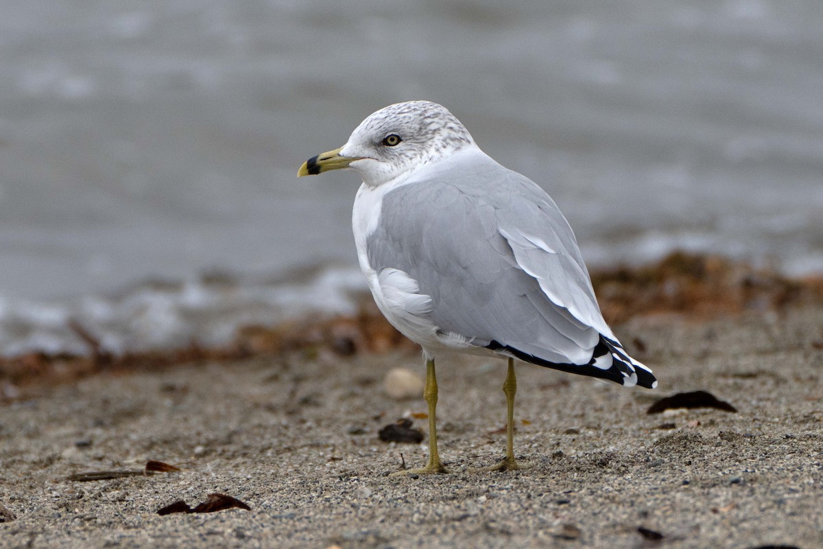 Ring-billed Gull - ML624903561