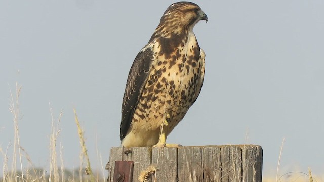 káně bělohrdlá - ML624903601