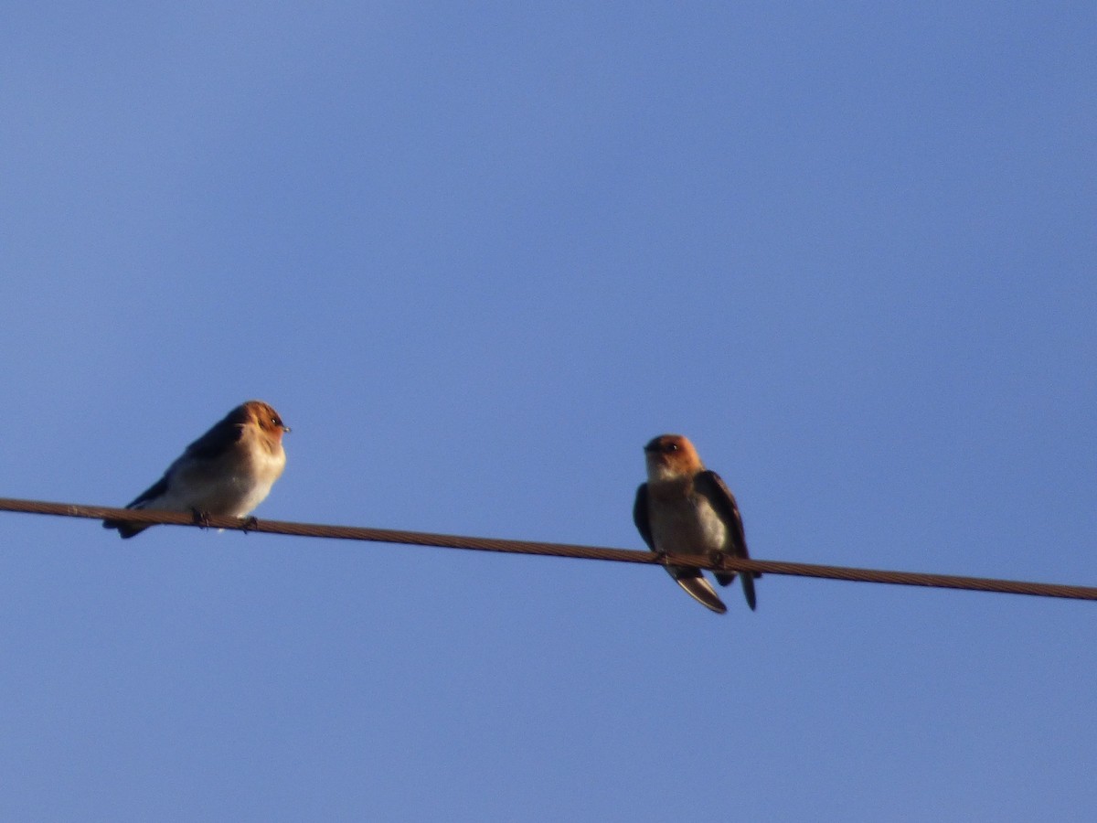 Tawny-headed Swallow - Silvia Enggist