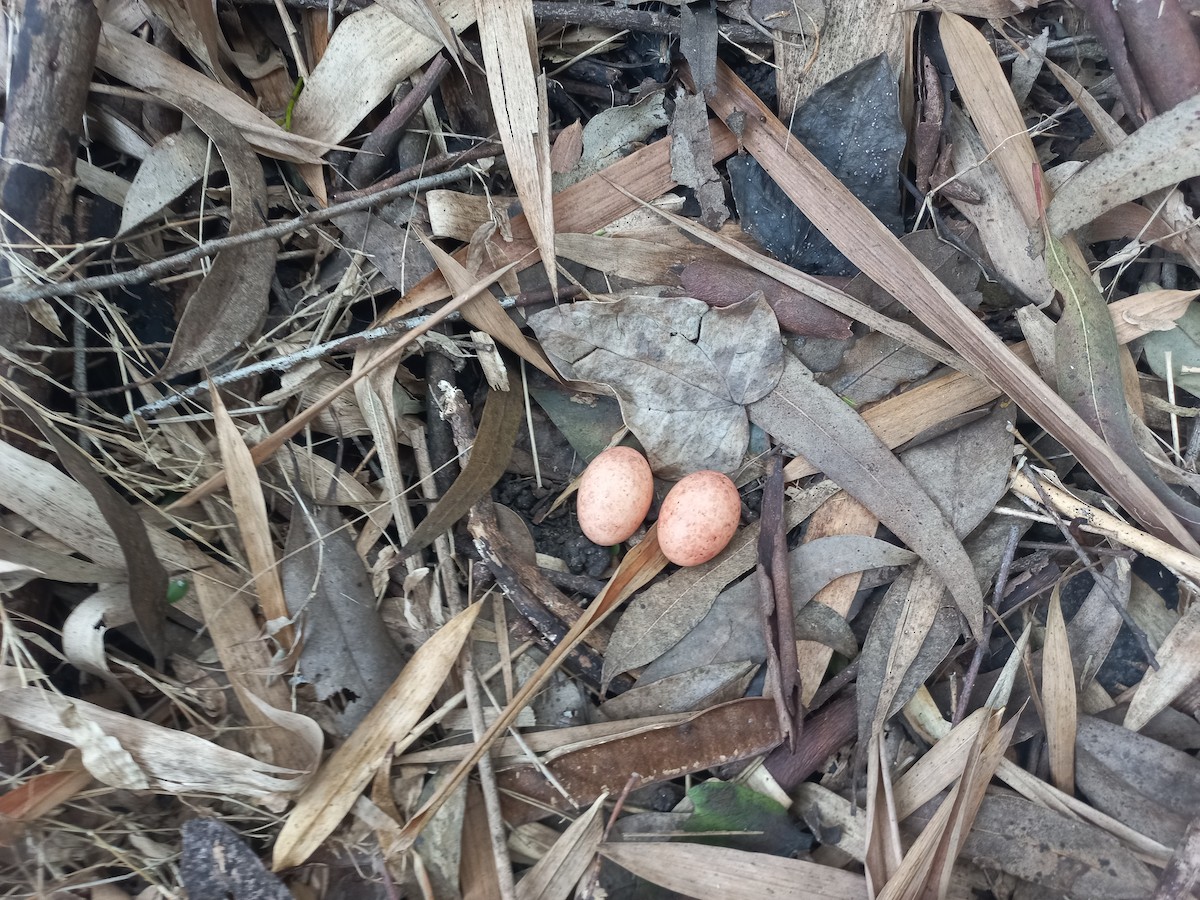 Common Pauraque - ML624903623