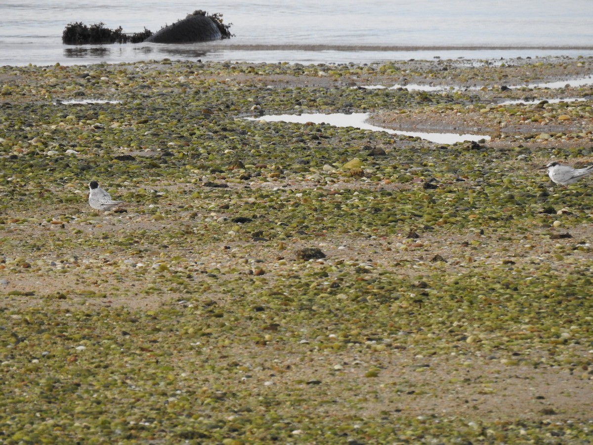 Little Tern - ML624903631