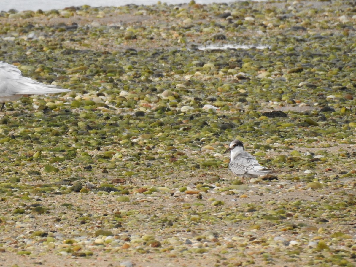 Little Tern - ML624903632