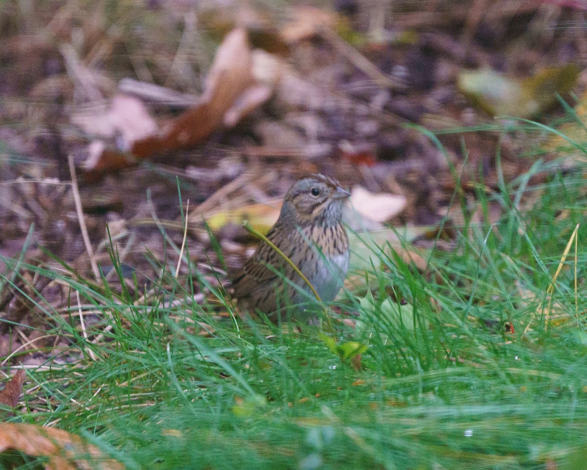 Lincoln's Sparrow - ML624903640