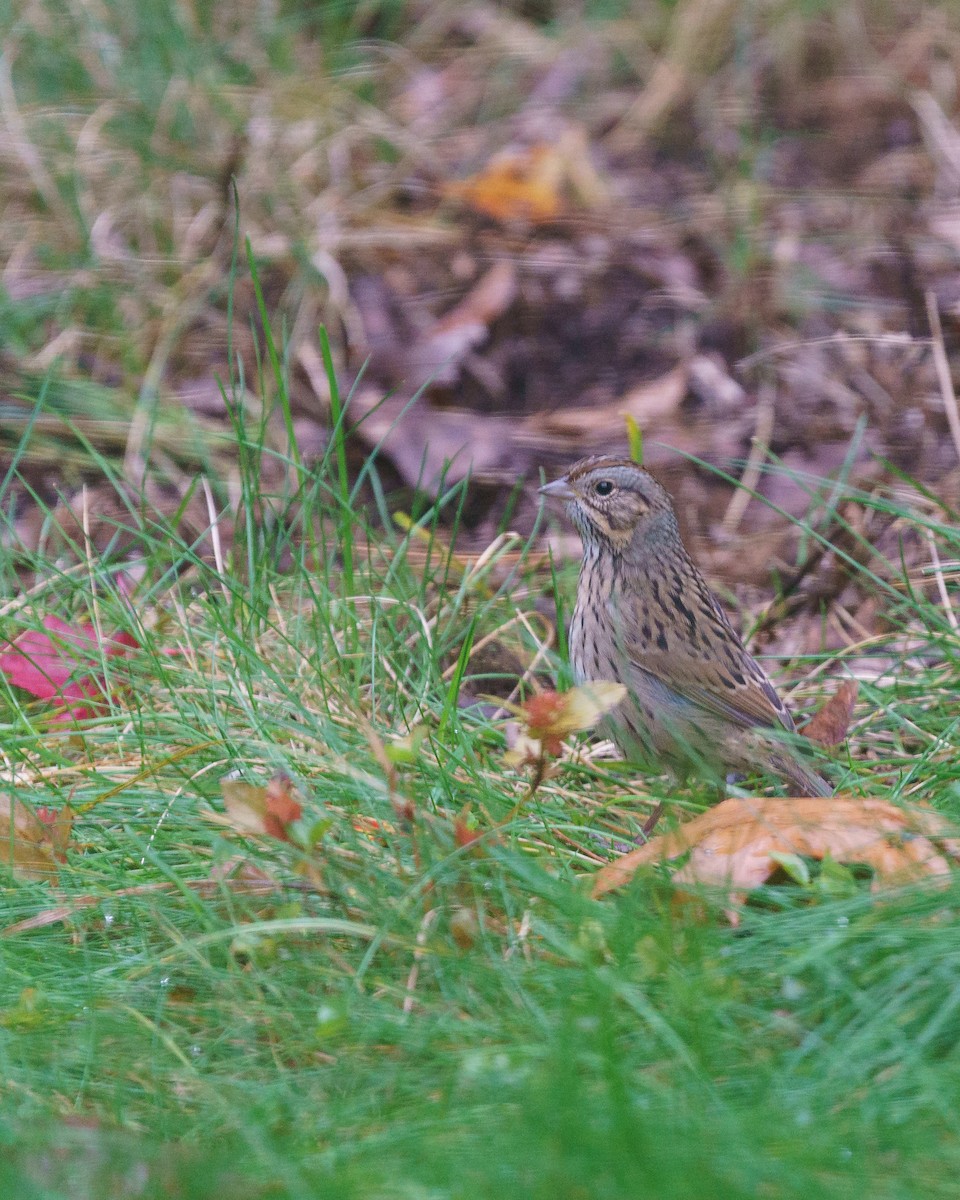 Lincoln's Sparrow - ML624903641
