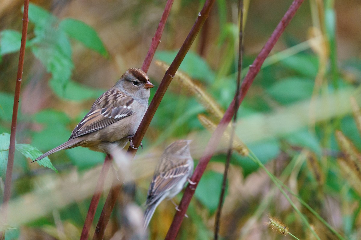 White-crowned Sparrow - ML624903650