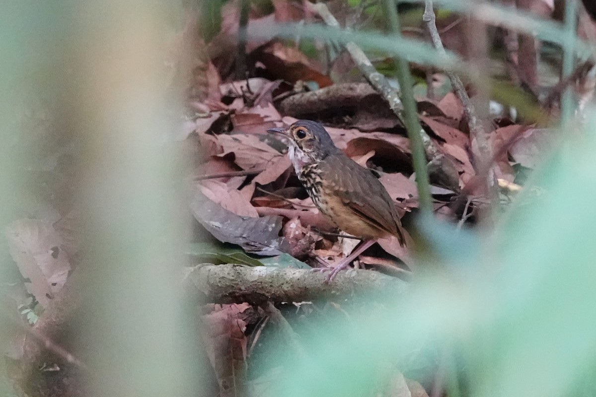 Alta Floresta Antpitta - ML624903841