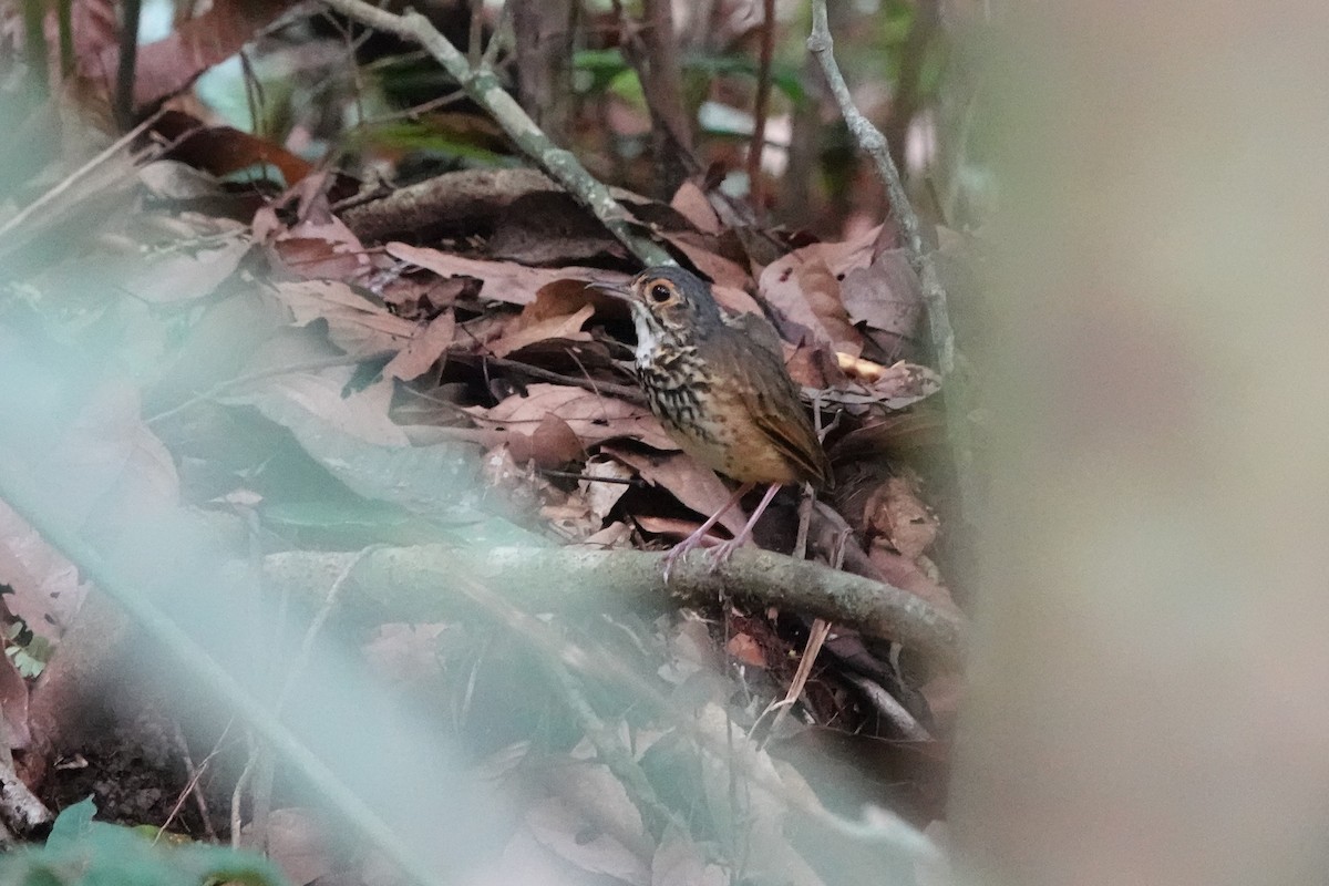 Alta Floresta Antpitta - ML624903844