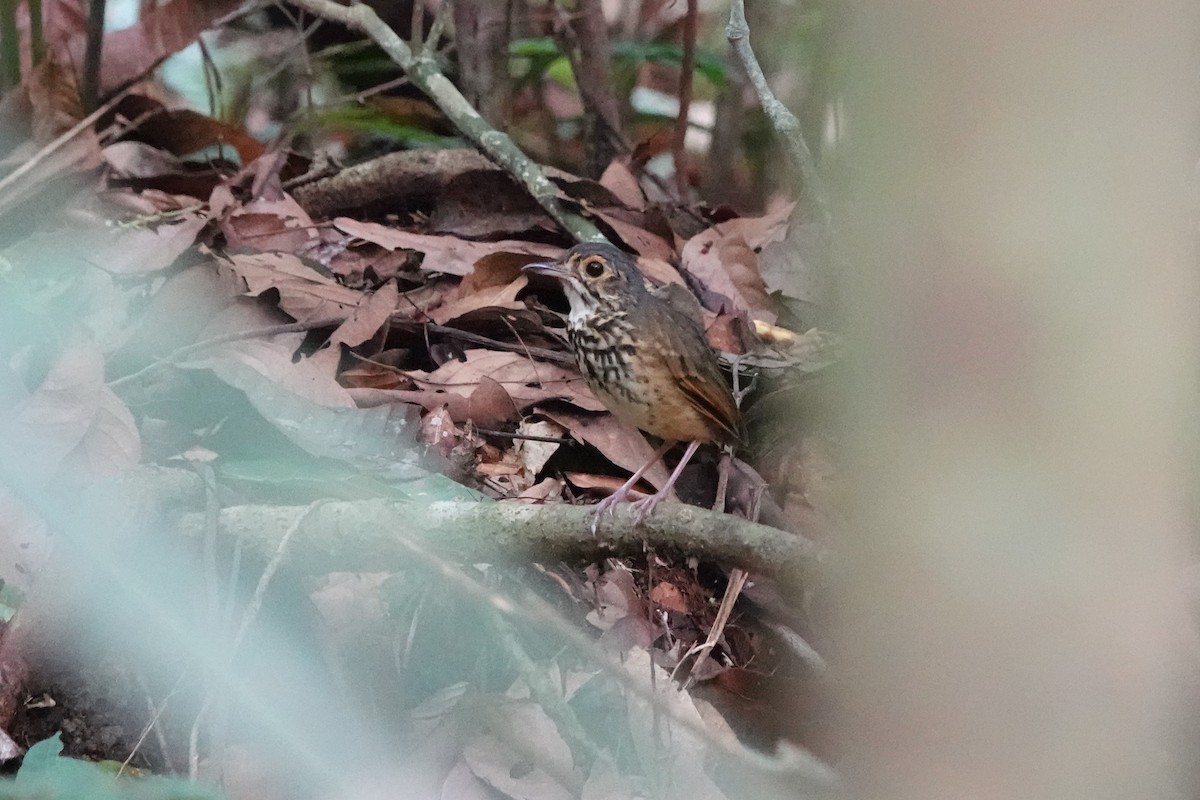 Alta Floresta Antpitta - ML624903848