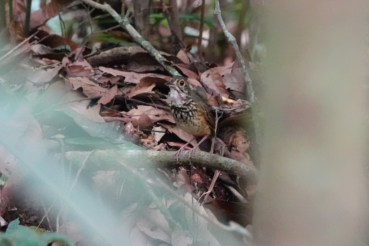 Alta Floresta Antpitta - ML624903865