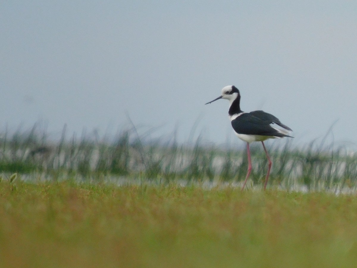 Black-necked Stilt - ML624903940