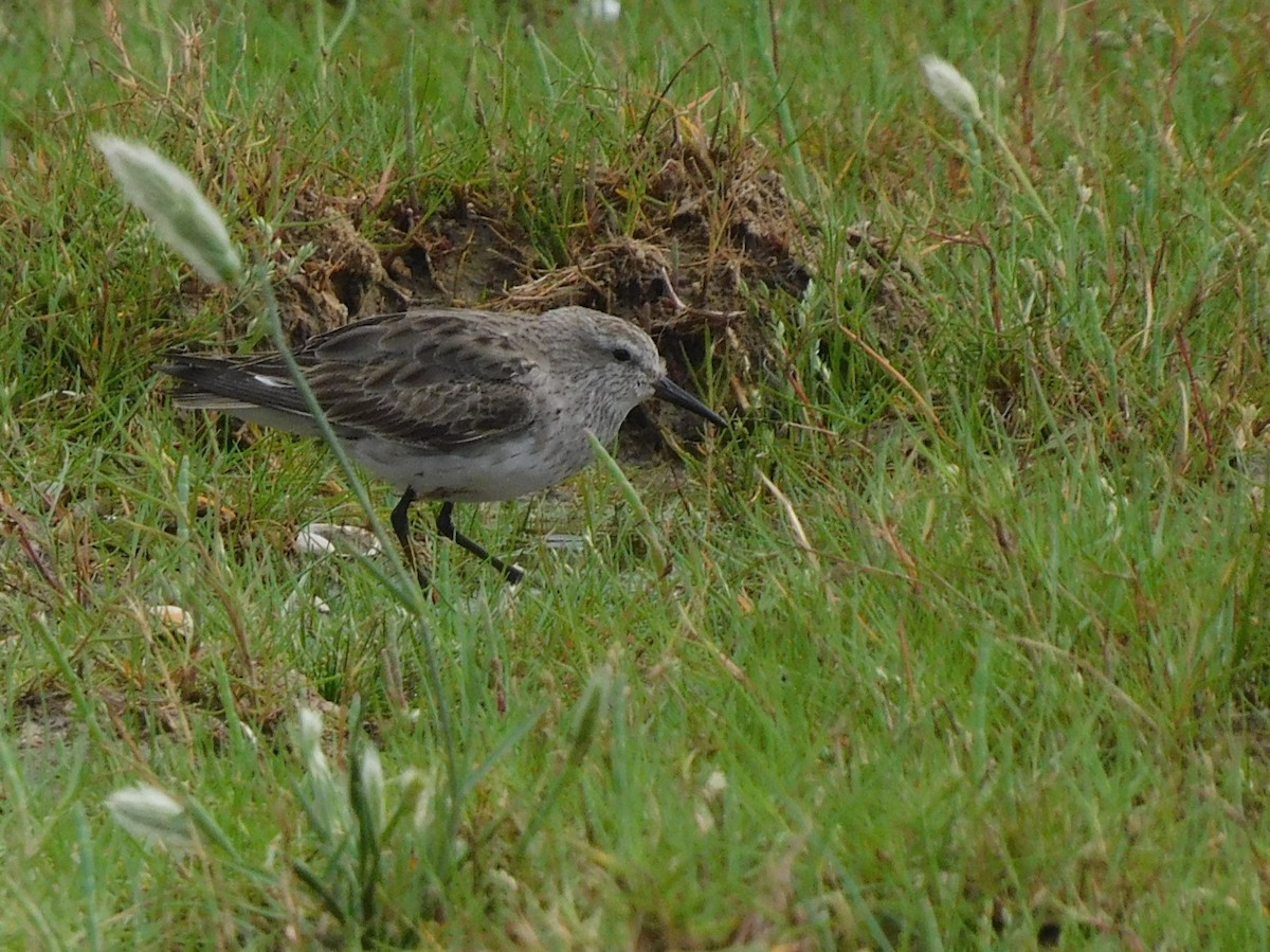 White-rumped Sandpiper - ML624903980