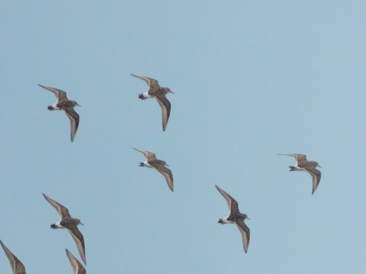White-rumped Sandpiper - ML624903981