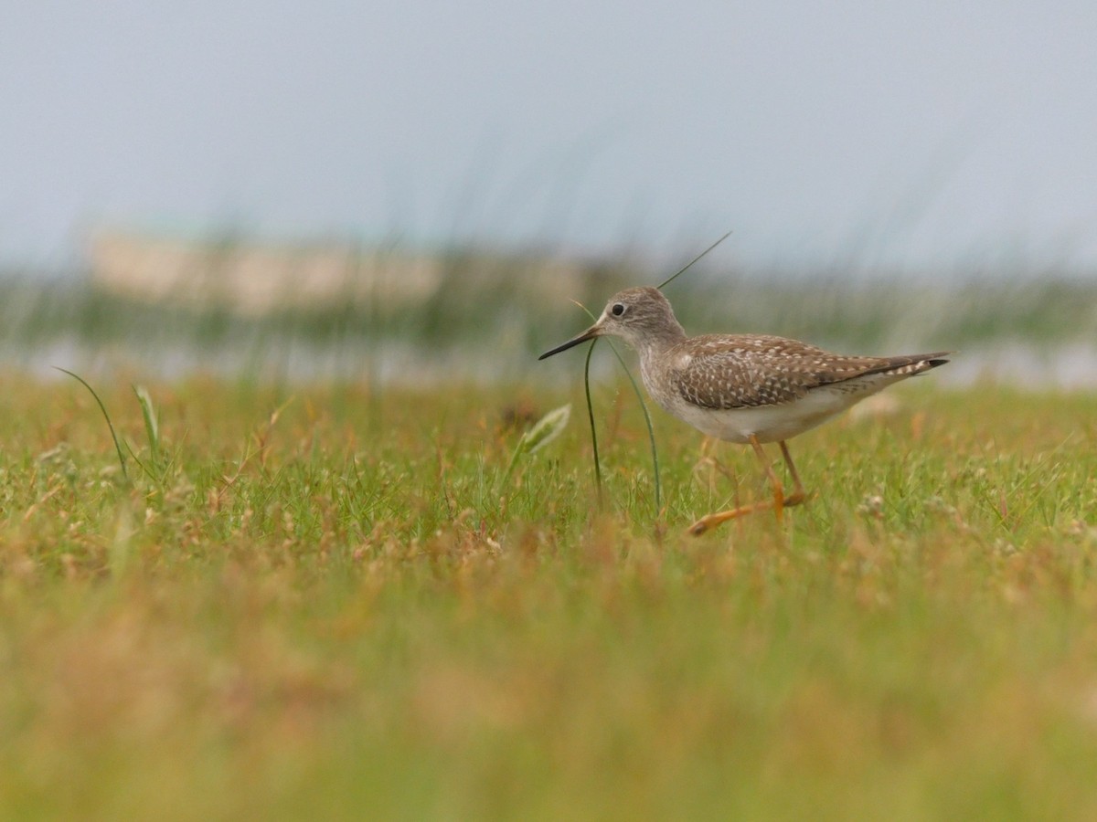 Lesser Yellowlegs - ML624903998