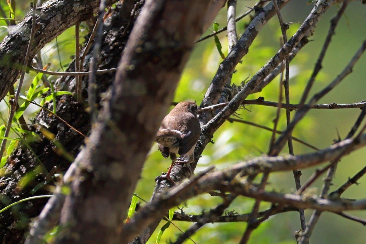 Bewick's Wren - ML624904155