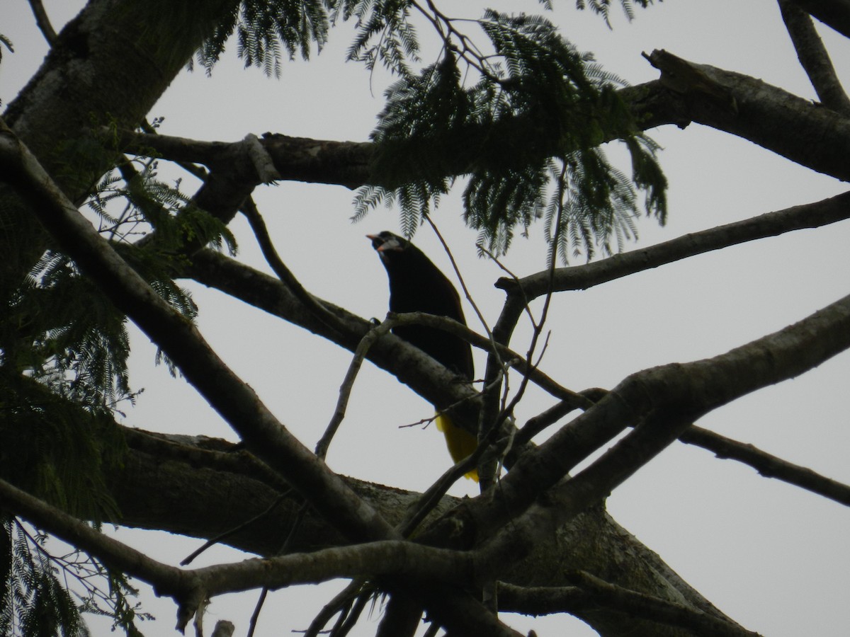 Montezuma Oropendola - ML624904241