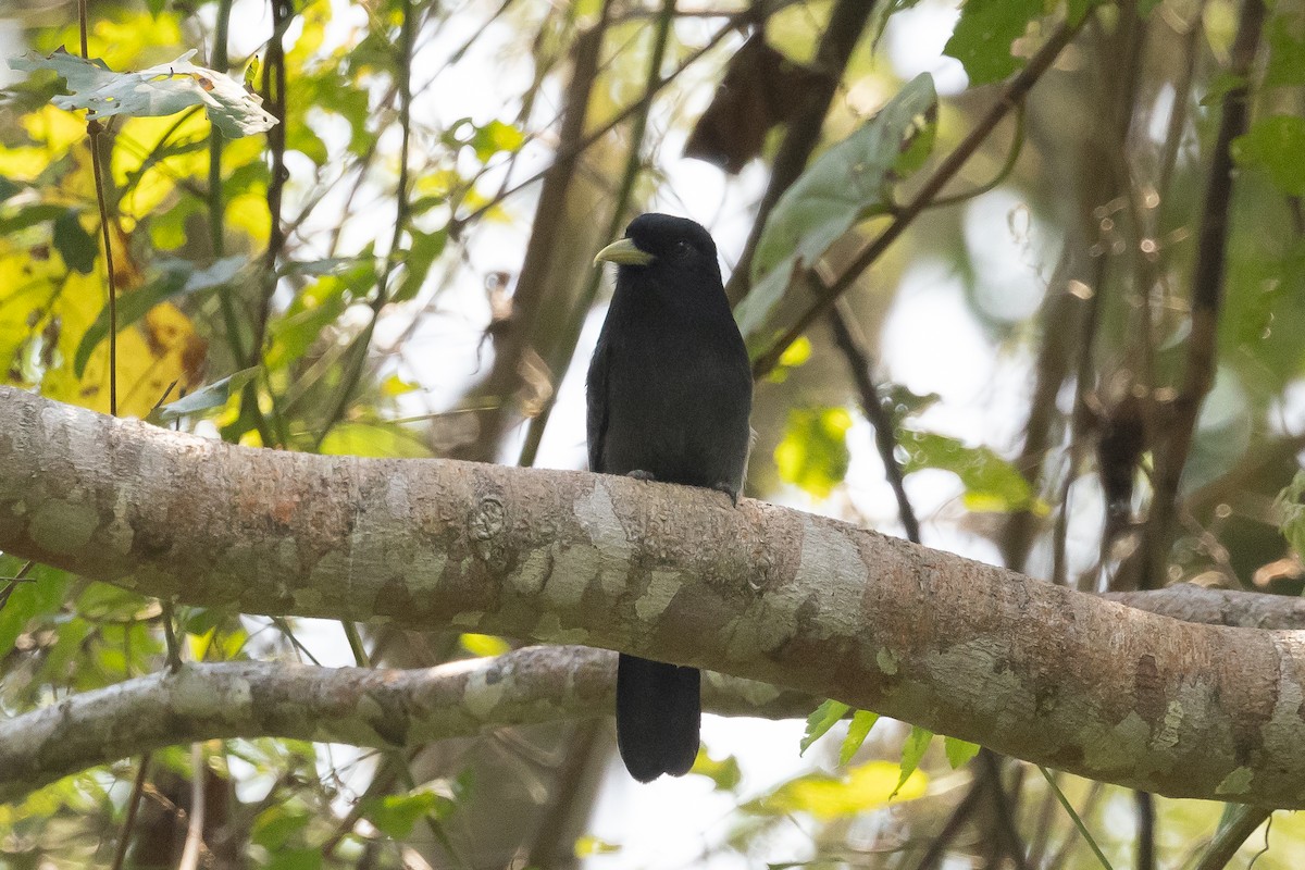 Yellow-billed Nunbird - Efua Peterson