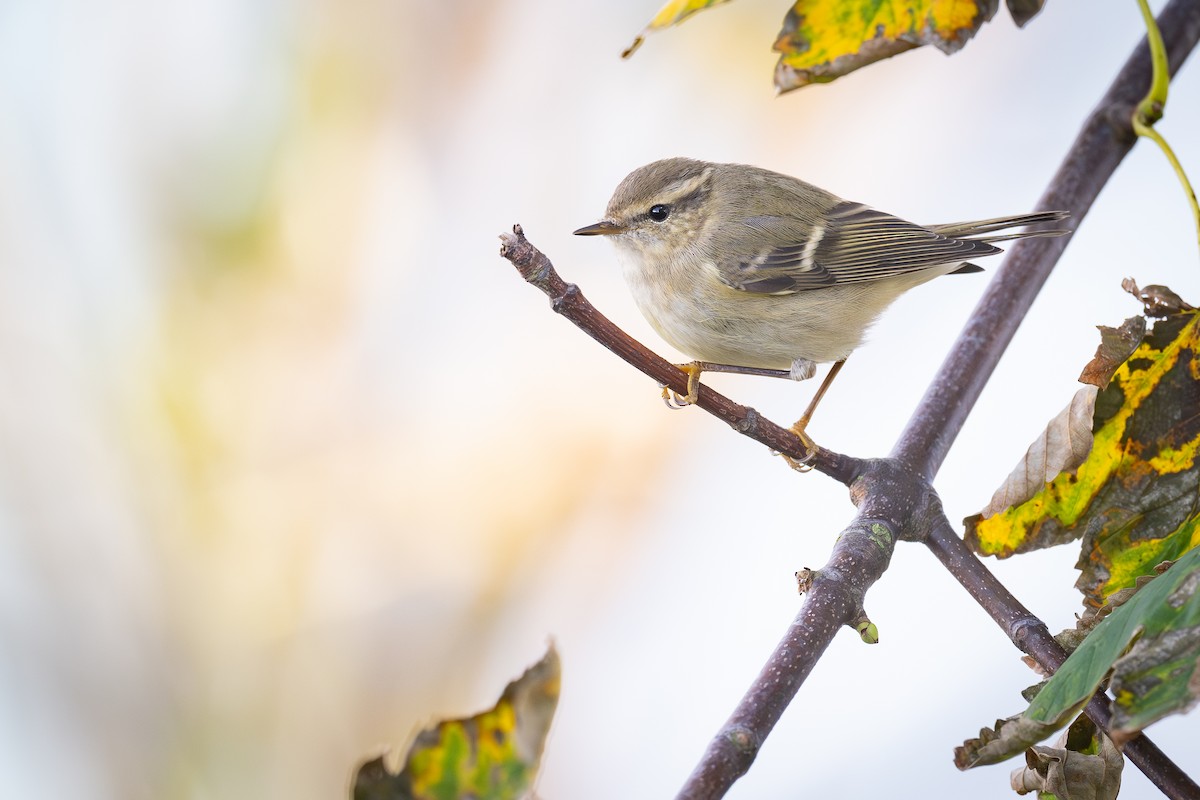 Hume's Warbler - ML624904380