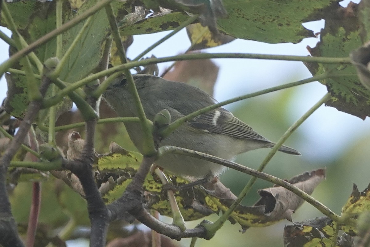 Hume's Warbler - ML624904388