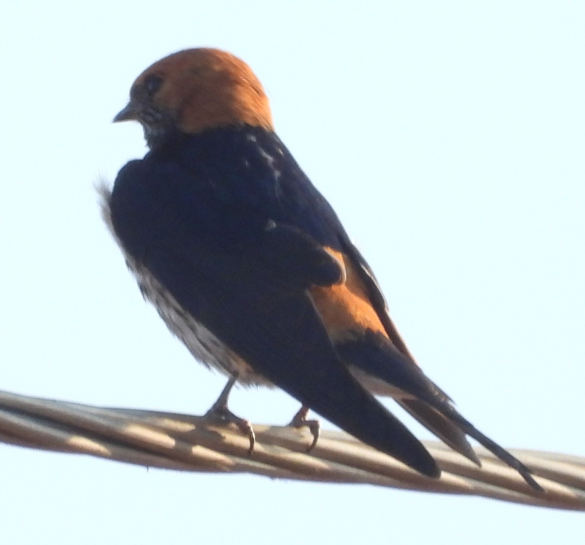 Lesser Striped Swallow - ML624904553