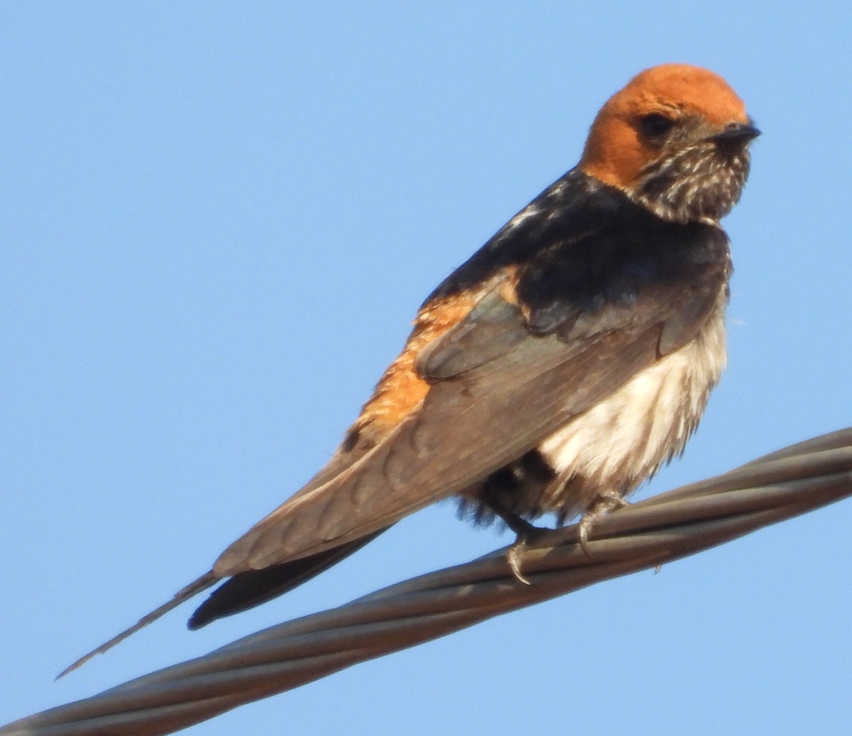 Lesser Striped Swallow - ML624904554