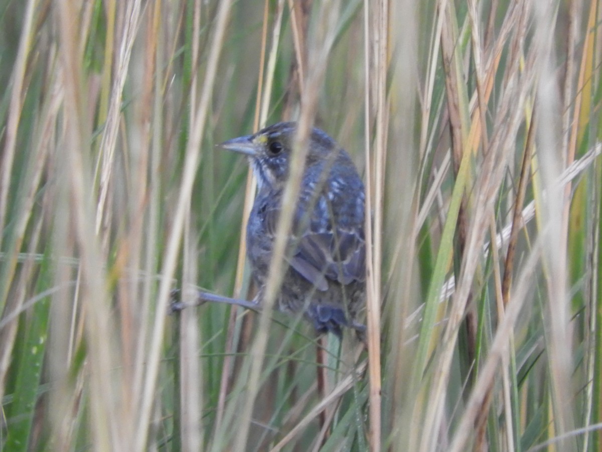 Seaside Sparrow - ML624904567