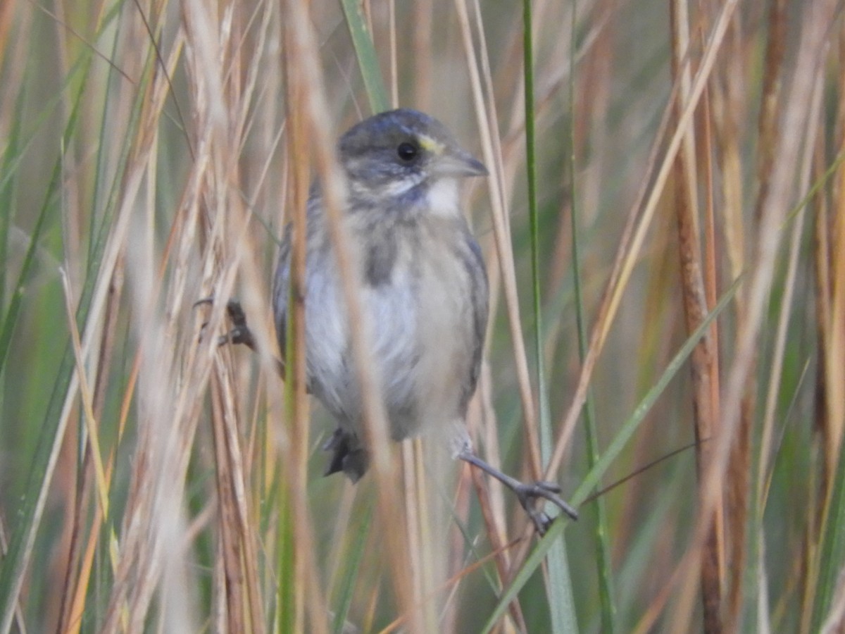 Seaside Sparrow - ML624904568
