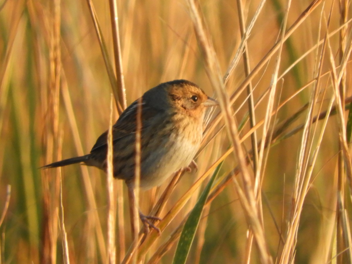 Nelson's Sparrow (Interior) - ML624904595