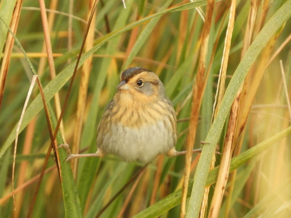 Nelson's Sparrow (Atlantic Coast) - ML624904596