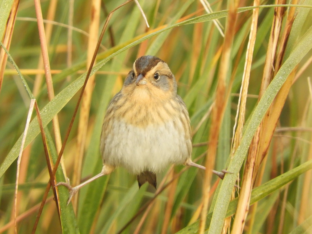 Nelson's Sparrow (Atlantic Coast) - ML624904597