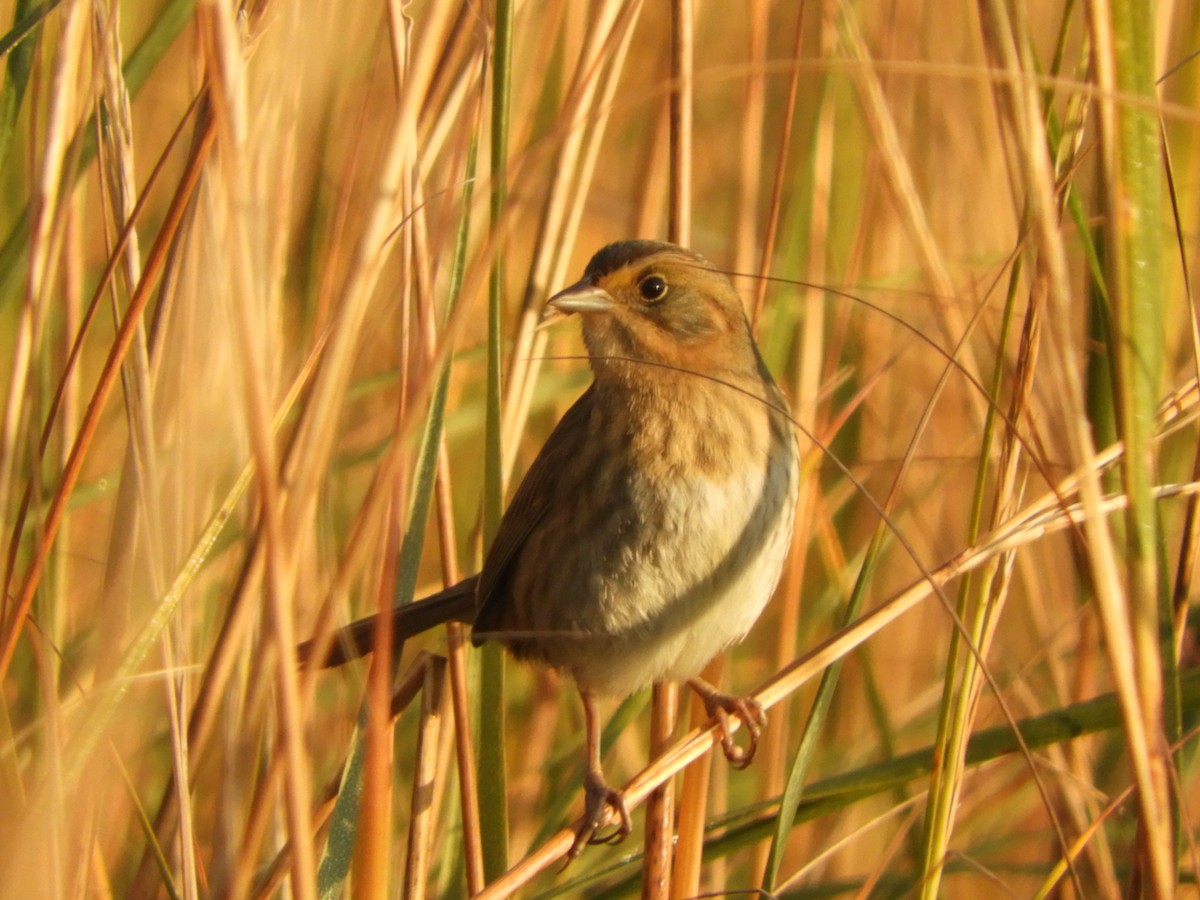 Nelson's Sparrow (Atlantic Coast) - ML624904598