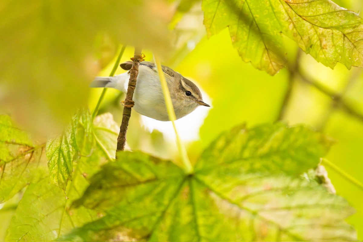 Hume's Warbler - ML624904611