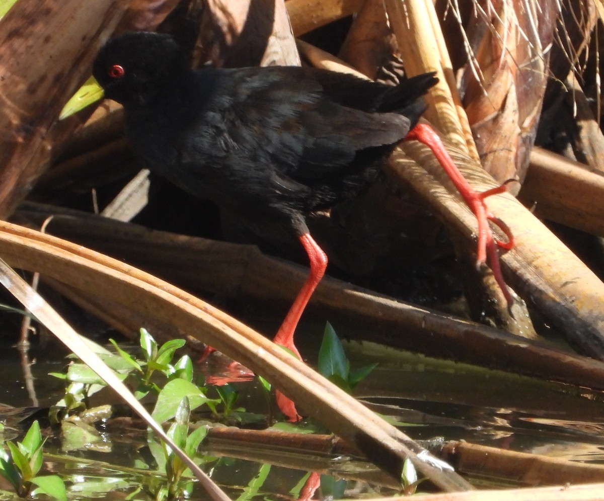 Black Crake - ML624904782