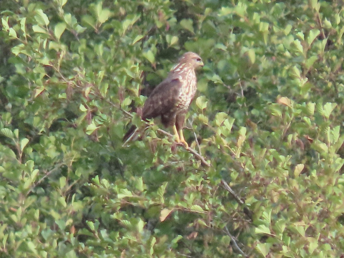 Common Buzzard - ML624905109